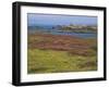 Wild Flowers on the Shore and the Rocky Coast of the Ile D'Ouessant, Finistere, Brittany, France-Miller John-Framed Photographic Print