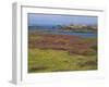 Wild Flowers on the Shore and the Rocky Coast of the Ile D'Ouessant, Finistere, Brittany, France-Miller John-Framed Photographic Print