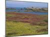 Wild Flowers on the Shore and the Rocky Coast of the Ile D'Ouessant, Finistere, Brittany, France-Miller John-Mounted Photographic Print