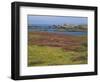 Wild Flowers on the Shore and the Rocky Coast of the Ile D'Ouessant, Finistere, Brittany, France-Miller John-Framed Photographic Print