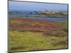 Wild Flowers on the Shore and the Rocky Coast of the Ile D'Ouessant, Finistere, Brittany, France-Miller John-Mounted Photographic Print