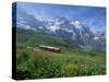 Wild Flowers on the Slopes Beside the Jungfrau Railway with the Jungfrau Beyond, Switzerland-Hans Peter Merten-Stretched Canvas