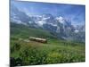 Wild Flowers on the Slopes Beside the Jungfrau Railway with the Jungfrau Beyond, Switzerland-Hans Peter Merten-Mounted Photographic Print