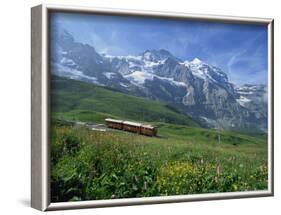 Wild Flowers on the Slopes Beside the Jungfrau Railway with the Jungfrau Beyond, Switzerland-Hans Peter Merten-Framed Photographic Print