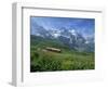 Wild Flowers on the Slopes Beside the Jungfrau Railway with the Jungfrau Beyond, Switzerland-Hans Peter Merten-Framed Photographic Print