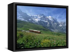 Wild Flowers on the Slopes Beside the Jungfrau Railway with the Jungfrau Beyond, Switzerland-Hans Peter Merten-Framed Stretched Canvas