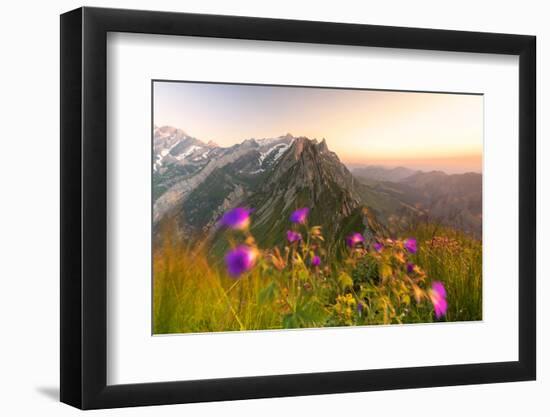 Wild flowers on top of Schafler with the rocky peak Santis in the background, Appenzell Innerrhoden-Roberto Moiola-Framed Photographic Print