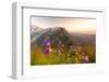 Wild flowers on top of Schafler with the rocky peak Santis in the background, Appenzell Innerrhoden-Roberto Moiola-Framed Photographic Print