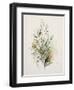 Wild Flowers Watercolor II-Lana Kristiansen-Framed Art Print