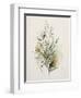 Wild Flowers Watercolor II-Lana Kristiansen-Framed Art Print