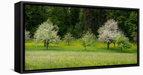 Wild Flowers with Blossoming Apple Trees in a Field, Baden-Wurttemberg, Germany-null-Framed Stretched Canvas
