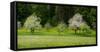 Wild Flowers with Blossoming Apple Trees in a Field, Baden-Wurttemberg, Germany-null-Framed Stretched Canvas