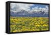 Wild Flowers with Mountains-Galloimages Online-Framed Stretched Canvas