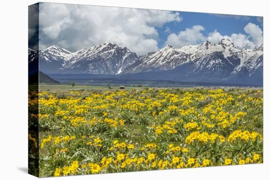 Wild Flowers with Mountains-Galloimages Online-Stretched Canvas