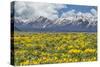 Wild Flowers with Mountains-Galloimages Online-Stretched Canvas