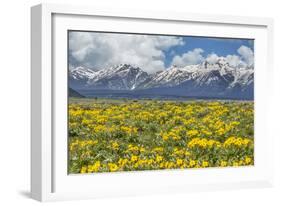 Wild Flowers with Mountains-Galloimages Online-Framed Photographic Print