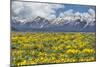 Wild Flowers with Mountains-Galloimages Online-Mounted Photographic Print