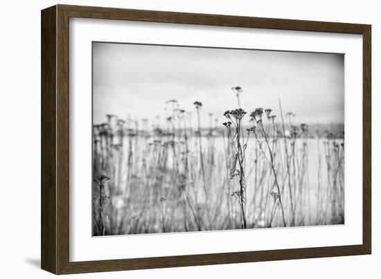 Wild Flowers-Sharon Wish-Framed Photographic Print