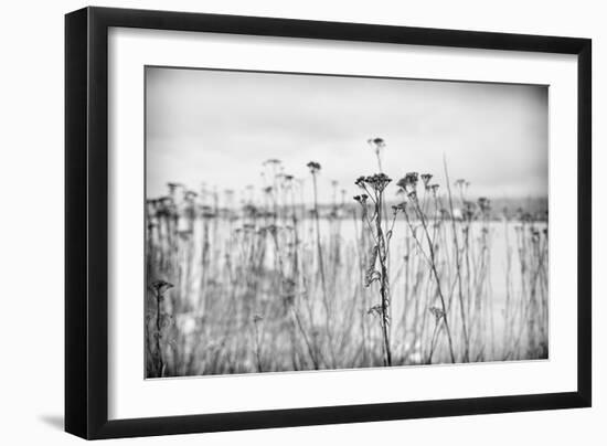 Wild Flowers-Sharon Wish-Framed Photographic Print