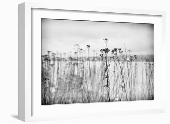 Wild Flowers-Sharon Wish-Framed Photographic Print