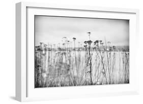 Wild Flowers-Sharon Wish-Framed Photographic Print