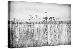 Wild Flowers-Sharon Wish-Stretched Canvas