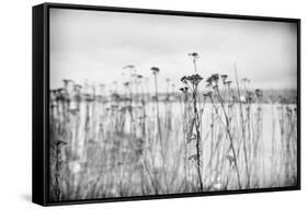 Wild Flowers-Sharon Wish-Framed Stretched Canvas