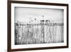 Wild Flowers-Sharon Wish-Framed Photographic Print