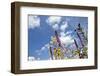 Wild Flowers.-soupstock-Framed Photographic Print