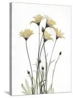 Wild Flowers-Albert Koetsier-Stretched Canvas