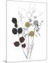 Wild Foliage - Homely-Collezione Botanica-Mounted Giclee Print