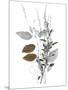 Wild Foliage - Simple-Collezione Botanica-Mounted Giclee Print