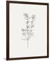 Wild Foliage Sketch I-Victoria Borges-Framed Premium Giclee Print