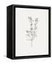 Wild Foliage Sketch I-Victoria Borges-Framed Stretched Canvas