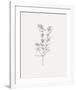 Wild Foliage Sketch I-Victoria Borges-Framed Art Print