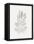 Wild Foliage Sketch II-Victoria Borges-Framed Stretched Canvas