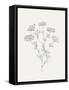 Wild Foliage Sketch III-Victoria Borges-Framed Stretched Canvas