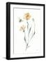 Wild for Honeybloom Wildflowers III-Katrina Pete-Framed Art Print