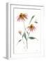 Wild for Honeybloom Wildflowers V-Katrina Pete-Framed Art Print