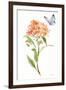 Wild for Wildflowers II-Katrina Pete-Framed Art Print