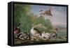 Wild Fowl, 18Th Century-Pieter Casteels-Framed Stretched Canvas