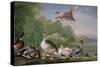 Wild Fowl, 18Th Century-Pieter Casteels-Stretched Canvas