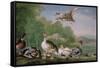 Wild Fowl, 18Th Century-Pieter Casteels-Framed Stretched Canvas