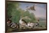 Wild Fowl, 18Th Century-Pieter Casteels-Framed Giclee Print