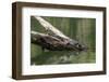 Wild Freshwater Crocodile (Crocodylus Johnsoni) (Crocodylus Johnstoni)-Michael Nolan-Framed Photographic Print