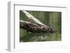 Wild Freshwater Crocodile (Crocodylus Johnsoni) (Crocodylus Johnstoni)-Michael Nolan-Framed Photographic Print