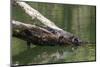 Wild Freshwater Crocodile (Crocodylus Johnsoni) (Crocodylus Johnstoni)-Michael Nolan-Mounted Photographic Print