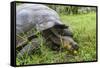 Wild Galapagos Giant Tortoise (Chelonoidis Nigra) Feeding-Michael Nolan-Framed Stretched Canvas