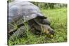 Wild Galapagos Giant Tortoise (Chelonoidis Nigra) Feeding-Michael Nolan-Stretched Canvas