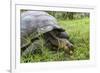 Wild Galapagos Giant Tortoise (Chelonoidis Nigra) Feeding-Michael Nolan-Framed Photographic Print